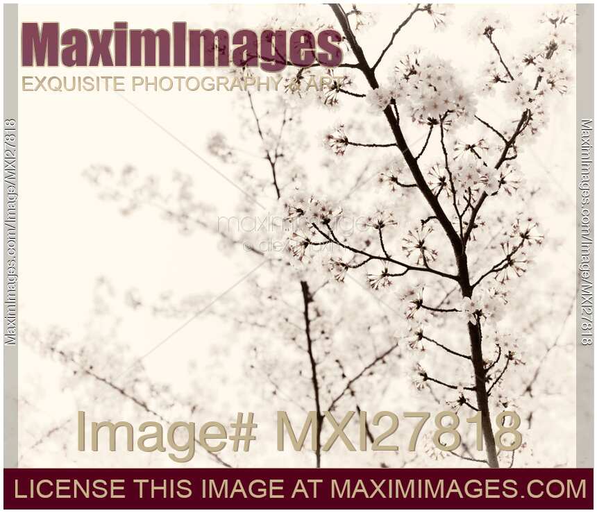 Cherry tree blossom artistic closeup sepia toned