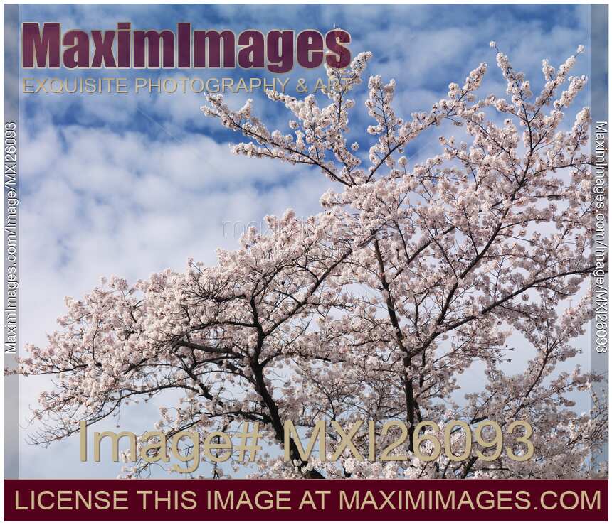 Cherry tree blossom over blue sky