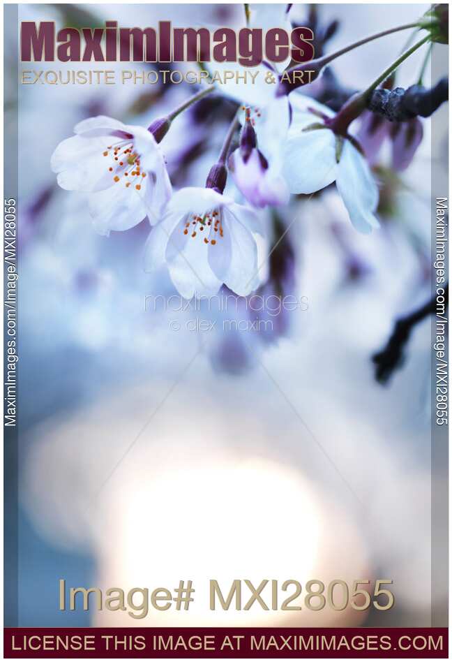 Cherry tree blossoms in morning sunlight