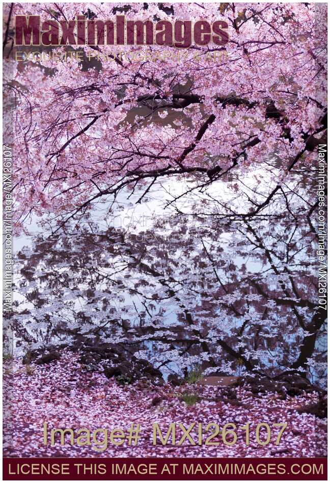 Cherry tree branches with pink blossom touching water