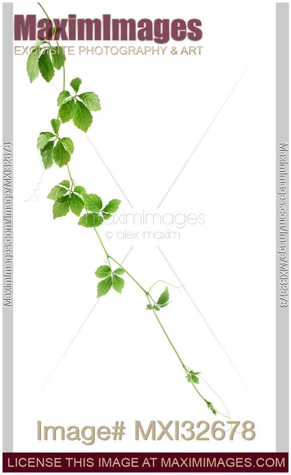 Climbing vine with green leaves of Jiaogulan or Gynostemma pentaphyllum herb plant on white background