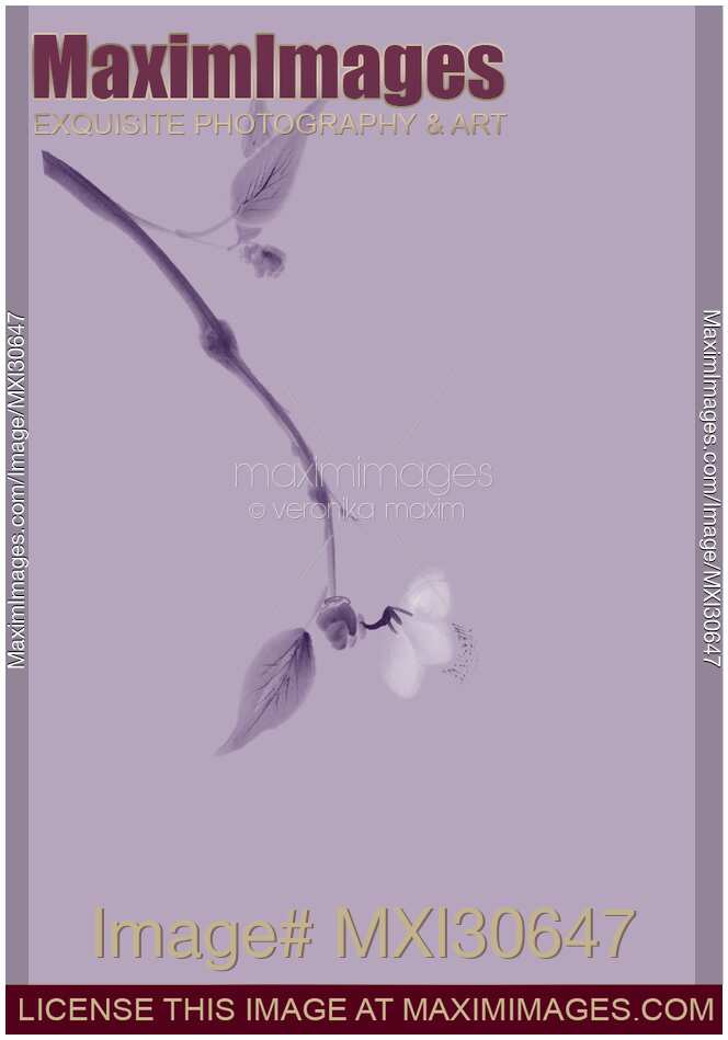 Close up of a cherry blossom branch Japanese Zen artistic design in lavender purple colors