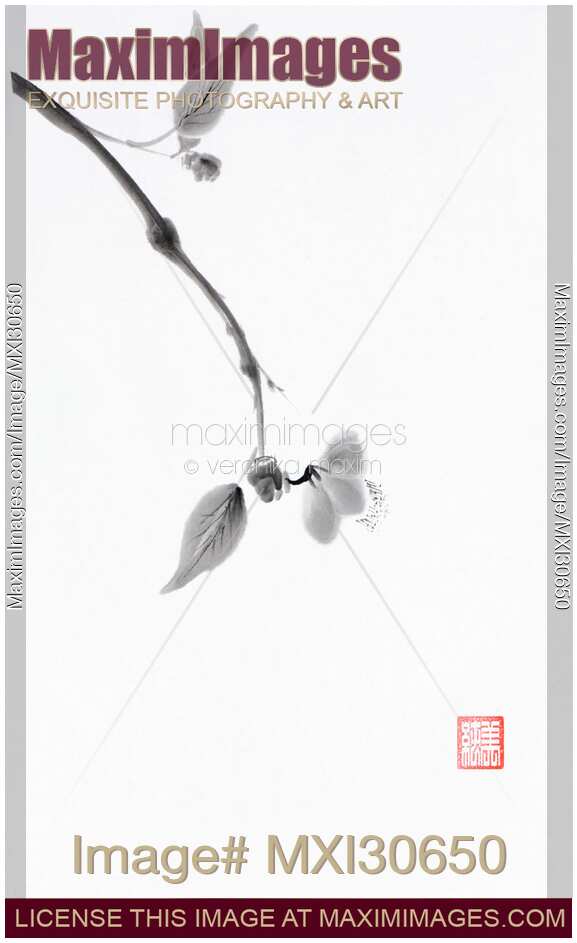 Close up of a delicate sakura branch Japanese Zen Sumi-e painting on white rice paper