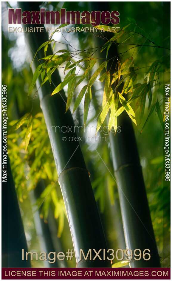 Closeup Bamboo leaves and culms in fall scenery