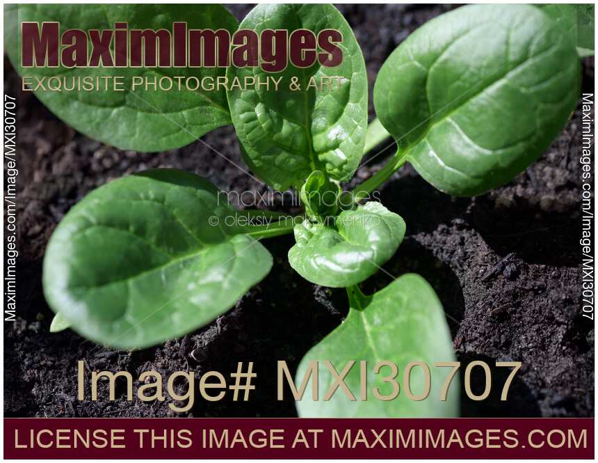 Closeup of a young spinach plant in soil