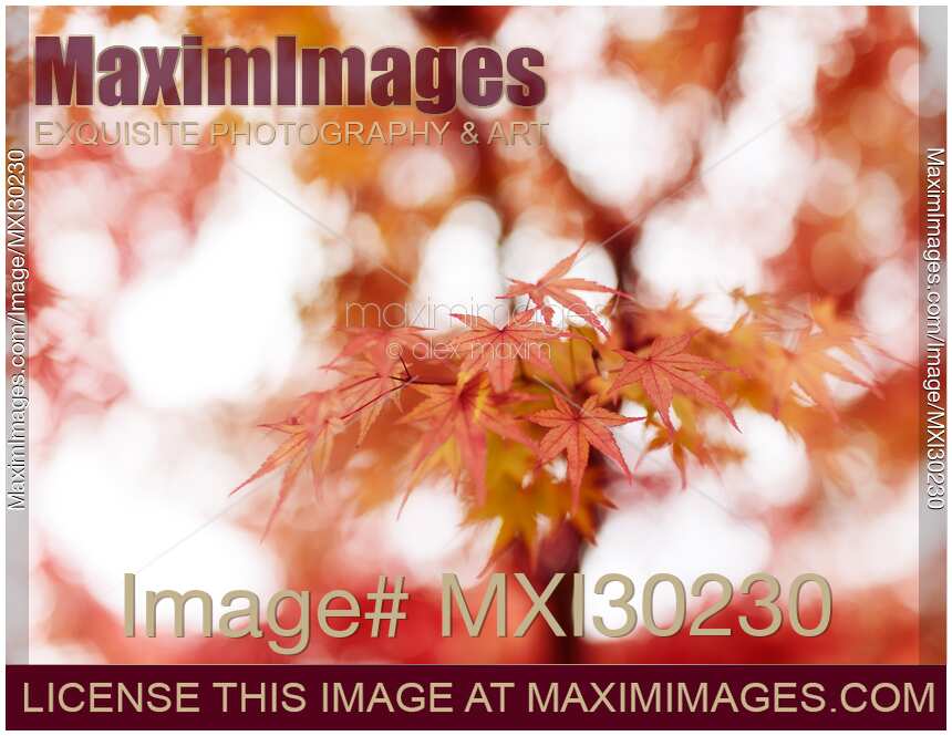 Closeup of beautiful Japanese maple tree red leaves in autumn mist abstract background