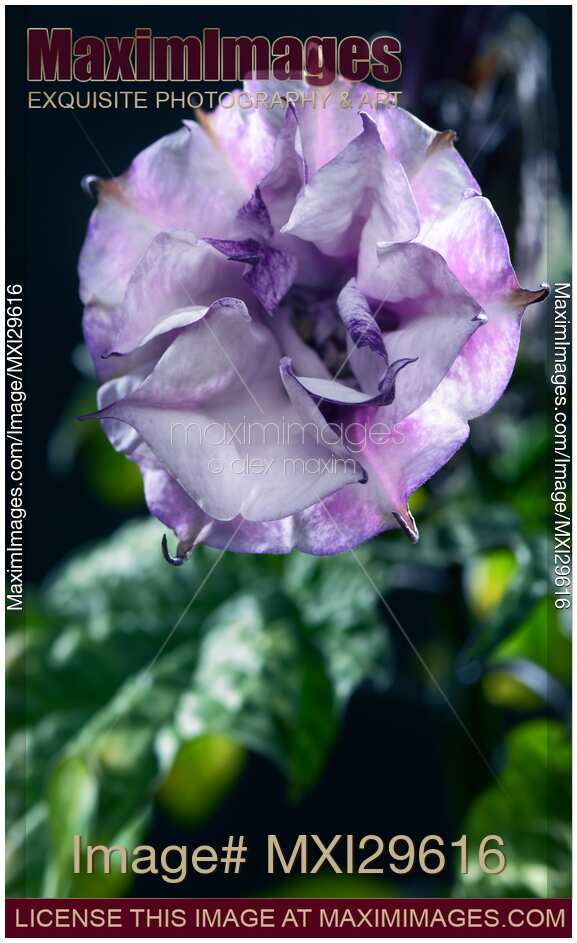 Closeup of blooming Datura Ballerina Purple flower
