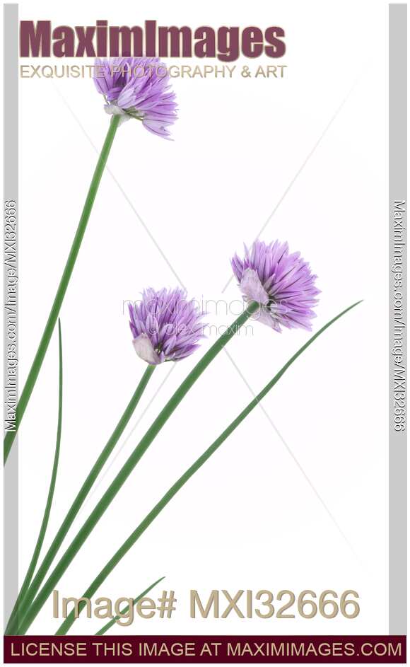 Closeup of blossoming Chives culinary herbs with purple flowers isolated on white