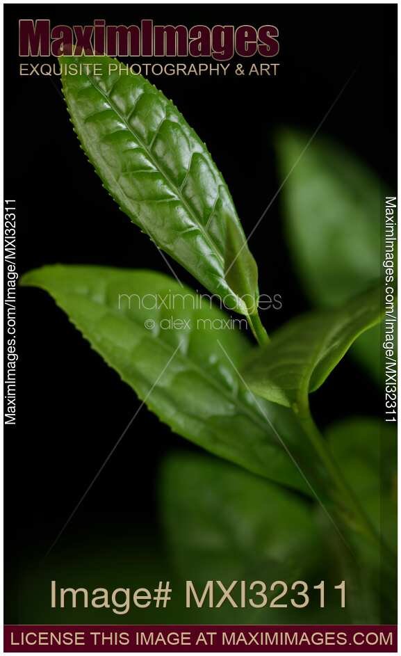 Closeup of Camellia sinensis young green leaves of a Tea plant on black