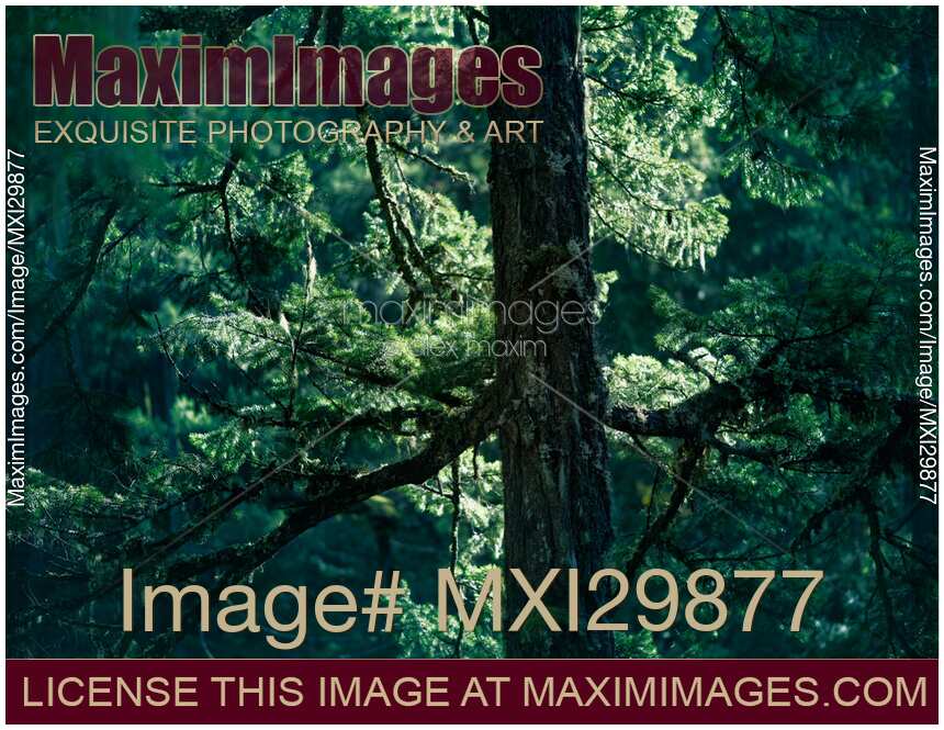 Closeup of Douglas fir tree branches glowing in sunlight in deep green forest