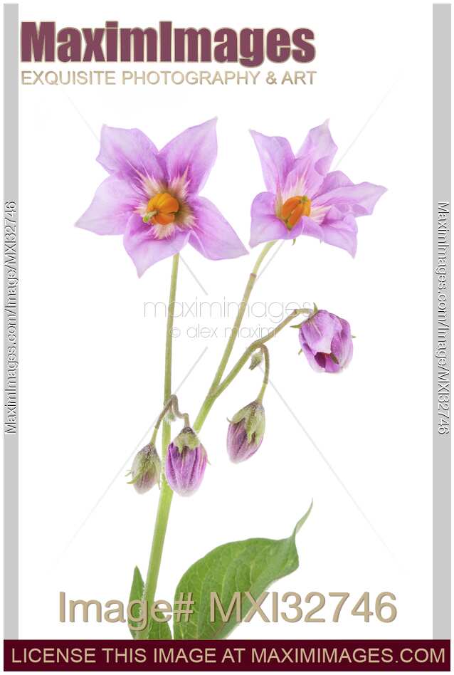 Closeup of flowers purple potato blossom