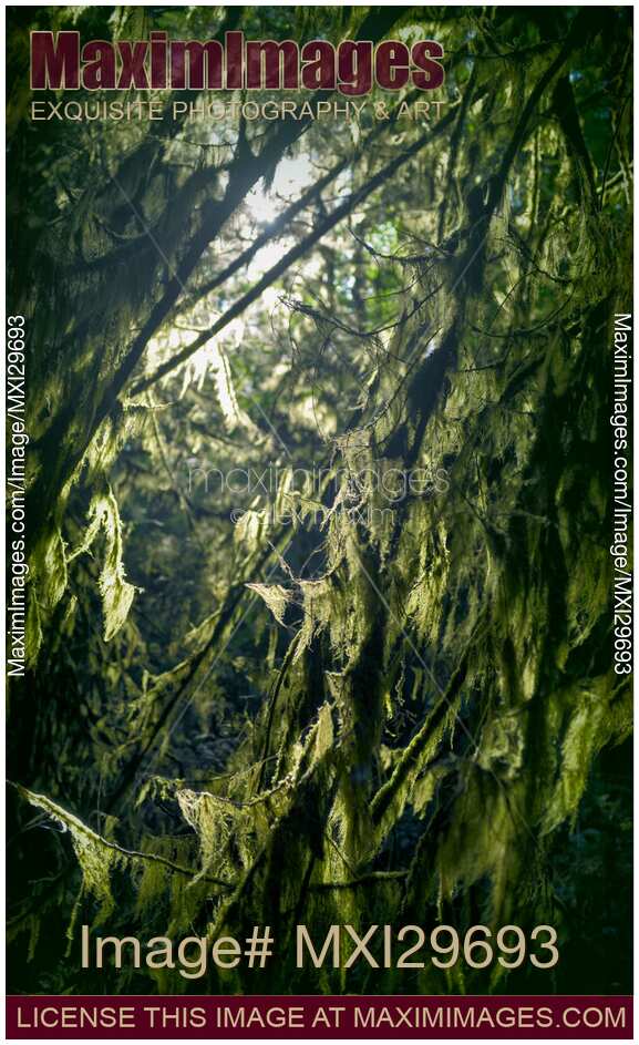 Closeup of moss on tree branches in a dark forest glowing in sunlight