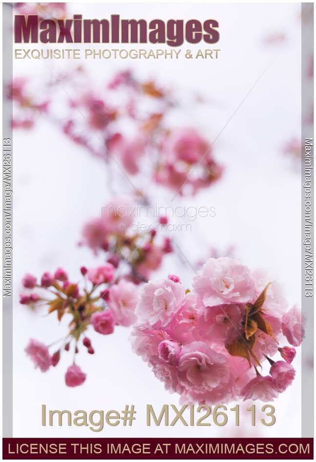Closeup of pink cherry blossom