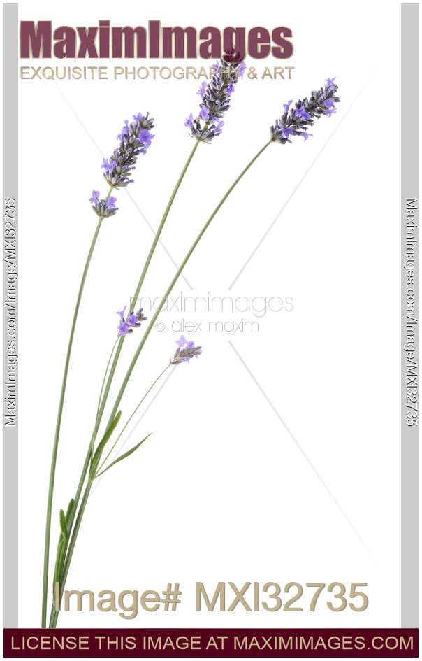 Closeup of purple lavender flowers on stalks Lavandula angustifolia