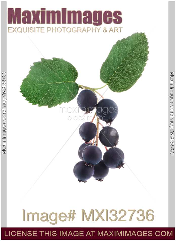 Closeup of Saskatoon berries or serviceberries Amelanchier alnifolia on white