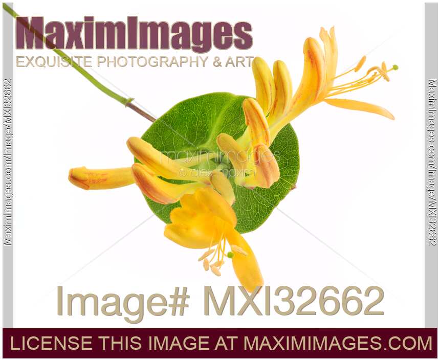 Closeup of Yellow Trumpet honeysuckle flowers on a green leaf Lonicera tellmanniana isolated on white