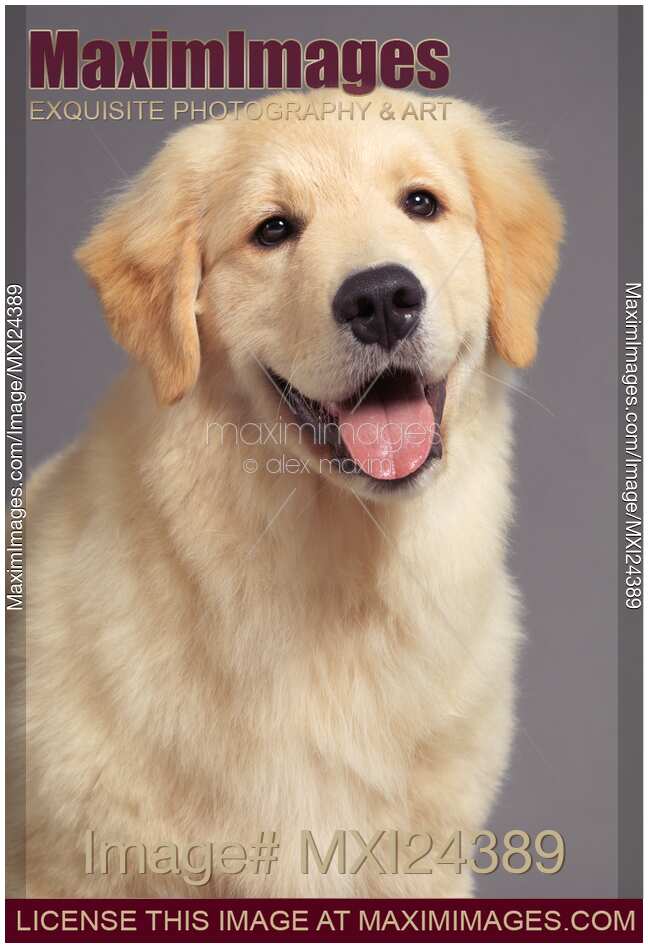 Closeup portrait of a Golden Retriever puppy