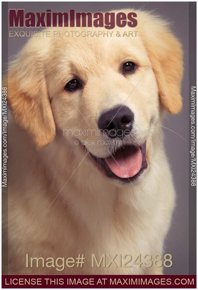 Closeup portrait of a Golden Retriever