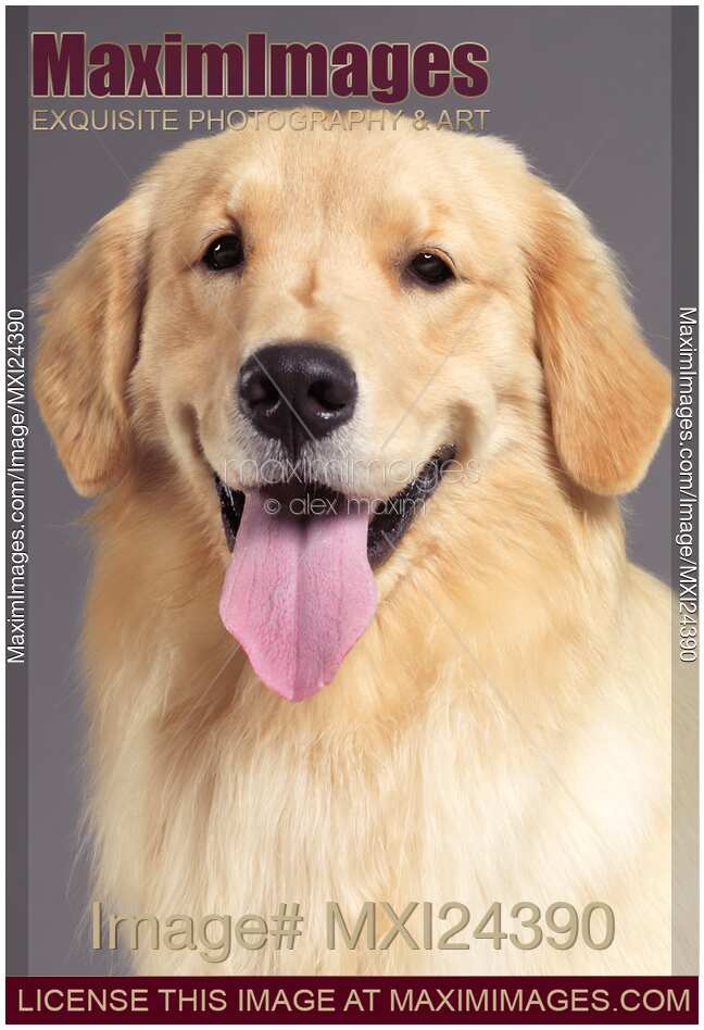 Closeup portrait of Golden Retrieve