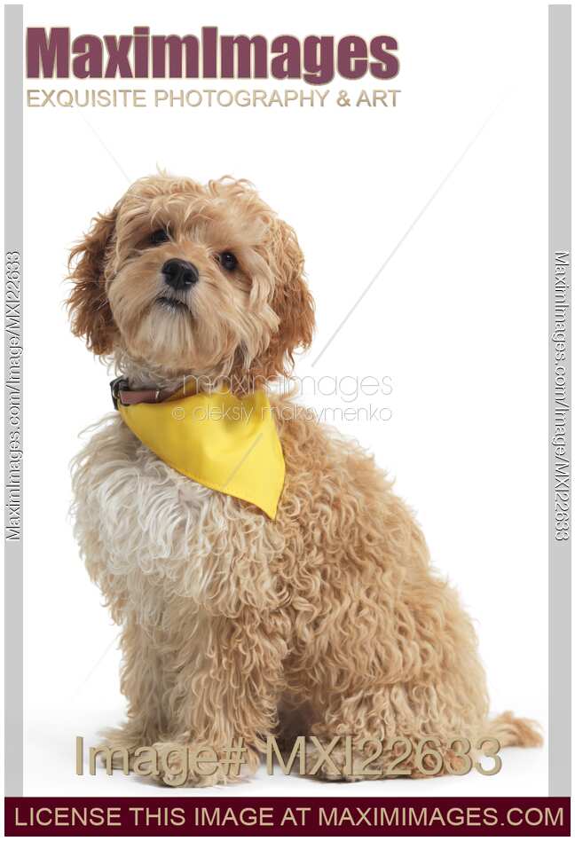 Cockapoo Dog Isolated on White Background