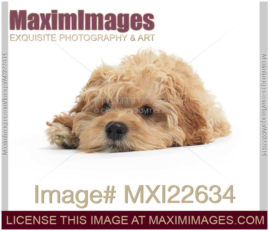 Cockapoo Dog Isolated on White Background