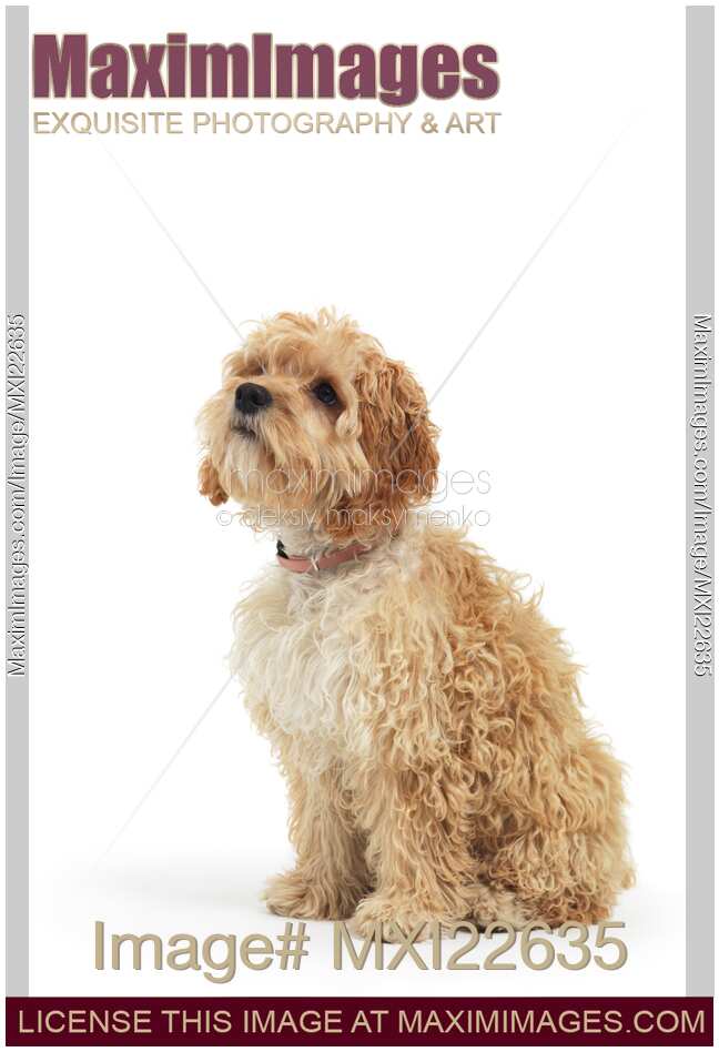 Cockapoo Dog Isolated on White Background