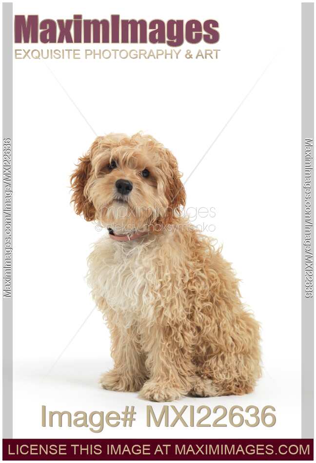 Cockapoo Dog Isolated on White Background