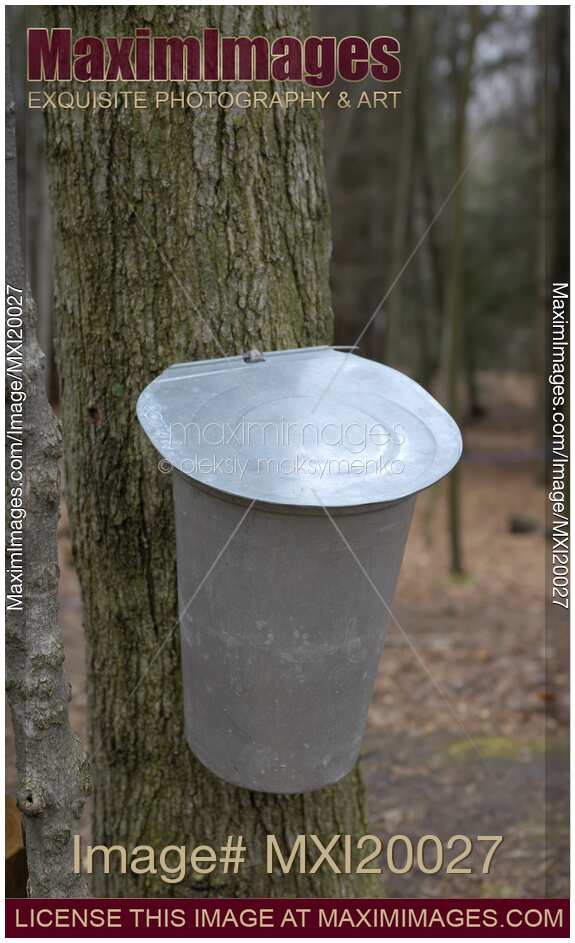 Collecting Sugar Maple Sap