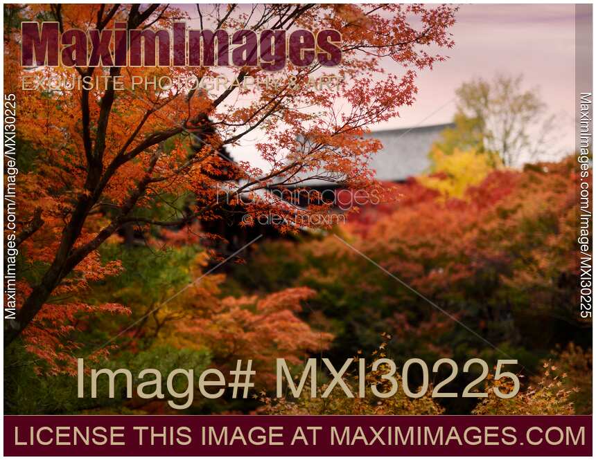 Colorful autumn scenery of a Japanese garden at Tofuku-ji temple in Kyoto