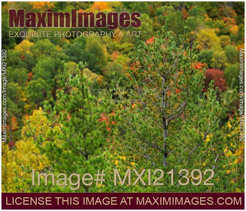 Colorful Autumn Trees