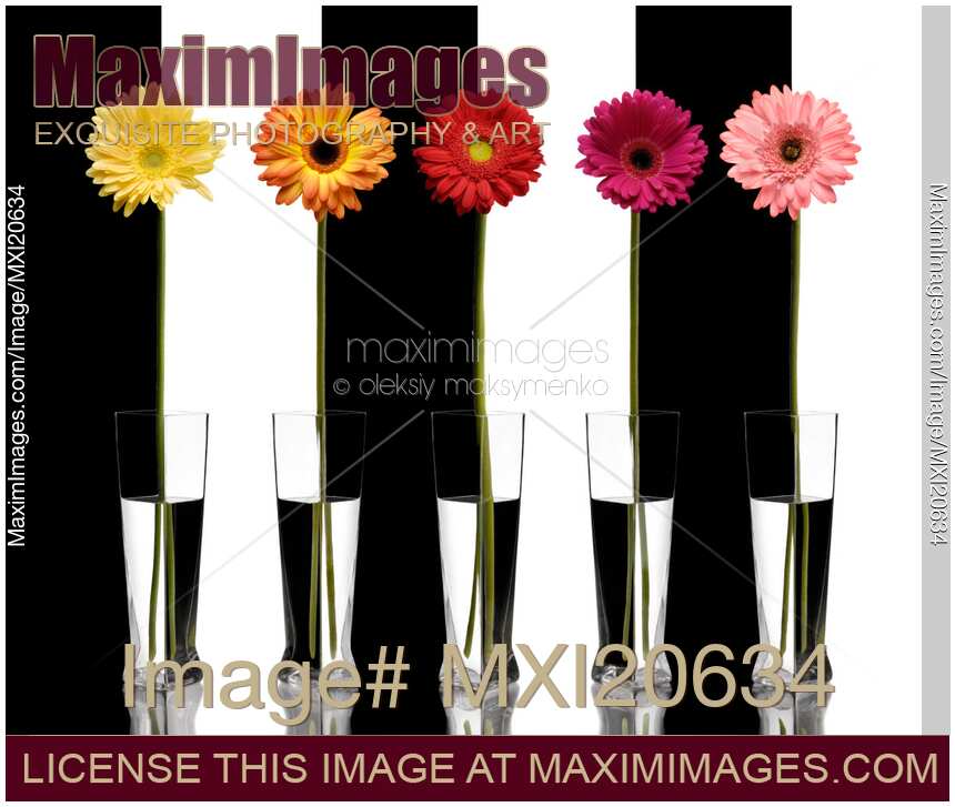 Colorful Gerberas FLowers Still life
