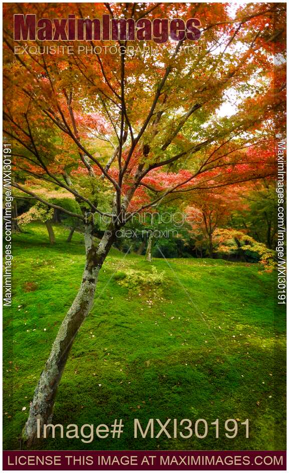 Colorful Japanese maple tree in a beautiful mossy autumn nature scenery in a garden in Kyoto