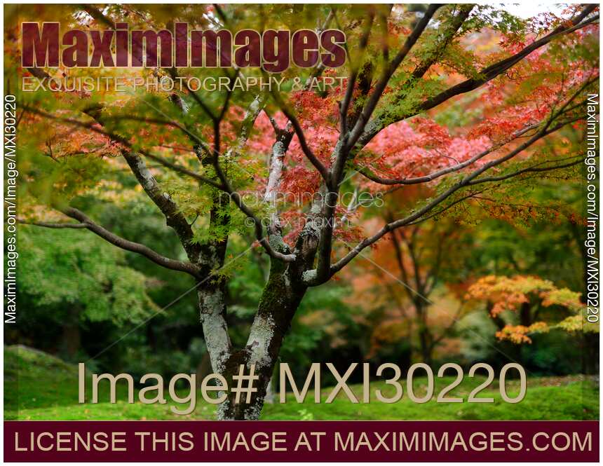 Colorful maple tree in a beautiful autumn scenery in a Japanese garden