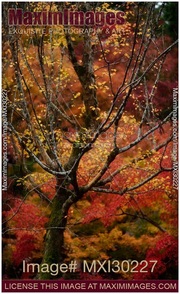 Colorful red and yellow autumn trees in a Japanese garden