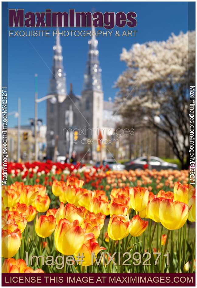 Colorful tulips during Tulip festival in Ottawa Canada