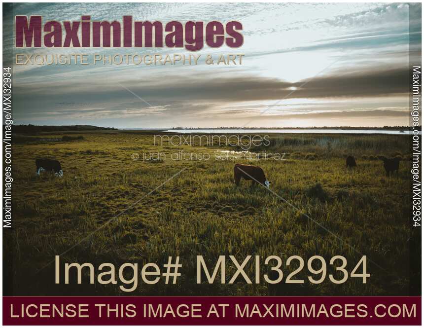 Cows feeding on grass in countryside landscape scenery of farm fields in Ireland
