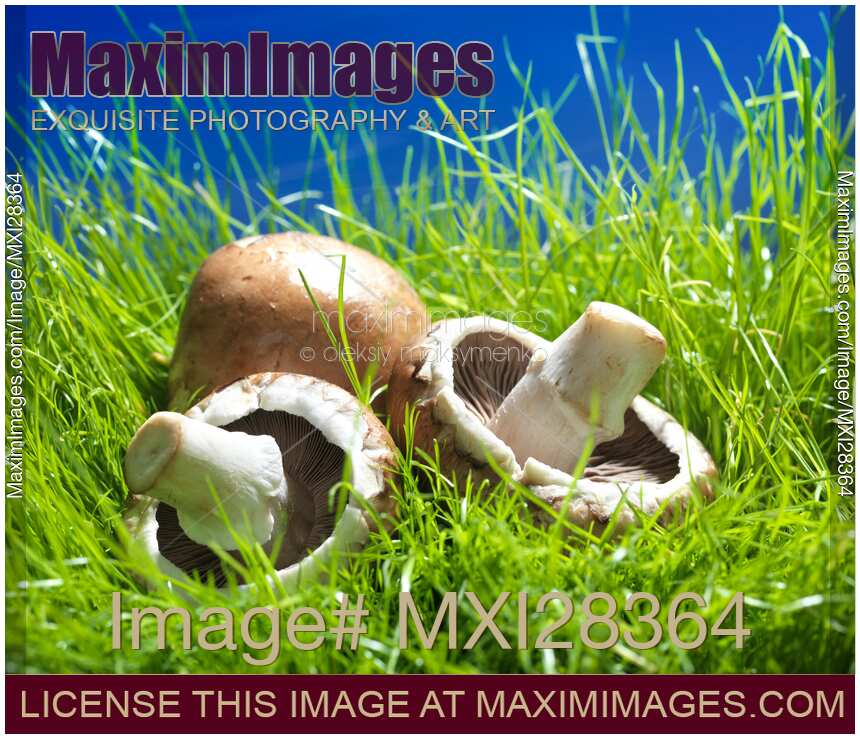 Cremini mushrooms in green grass