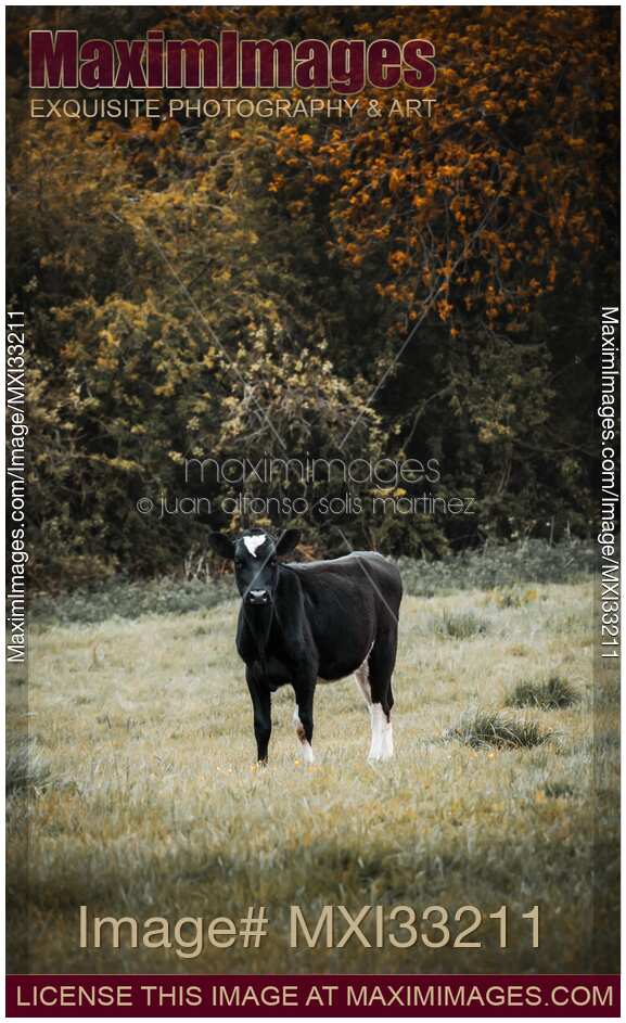 Cute black calf, young cow on a farm field