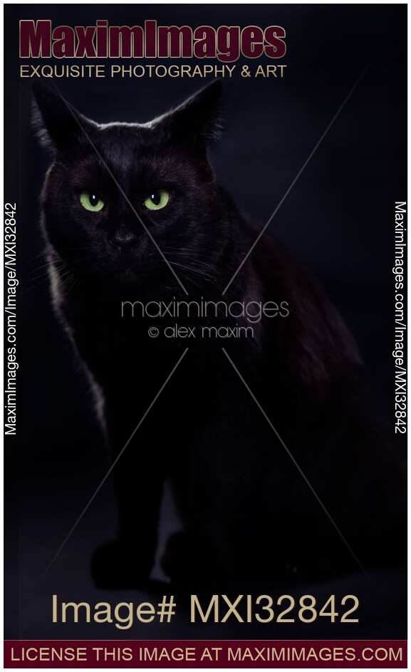 Cute black cat with bright green eyes and a fierce expression on his face