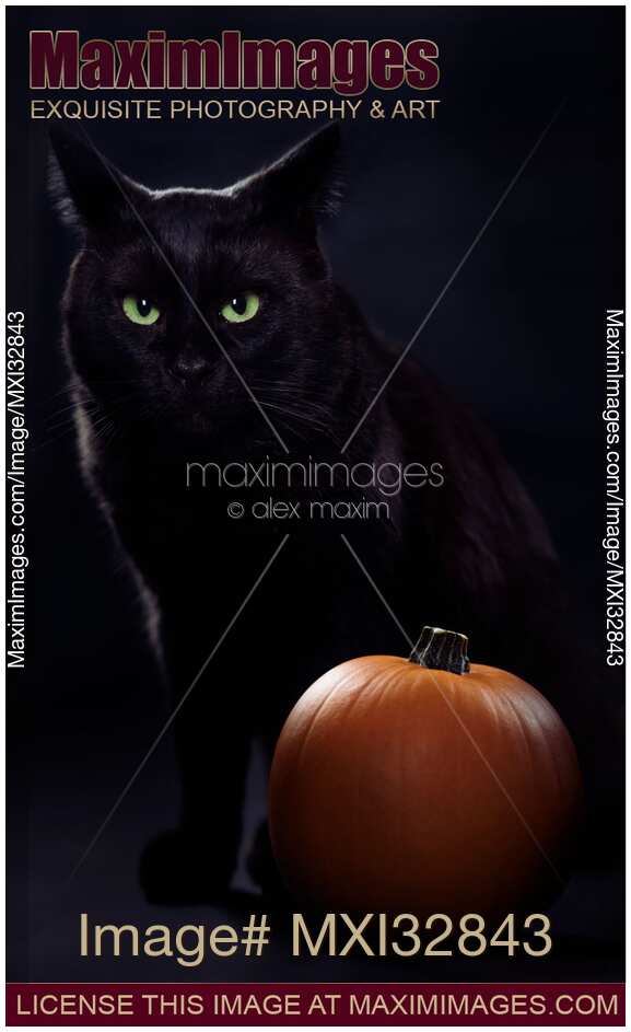 Cute black cat with green eyes and fierce expression with a pumpkin Halloween concept