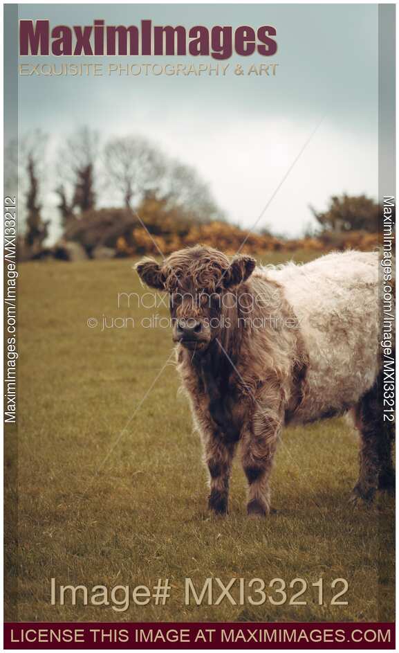 Cute calf curly-haired baby bull cow on a farm field