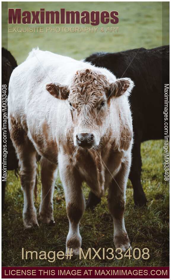 Cute calf young cow bull on a farm field