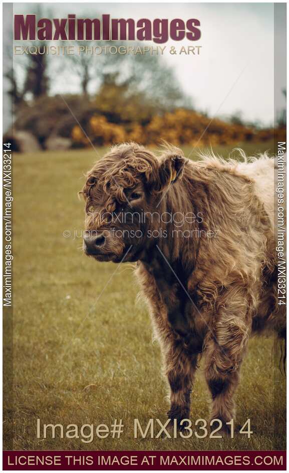 Cute curly-haired bull calf on a farm field
