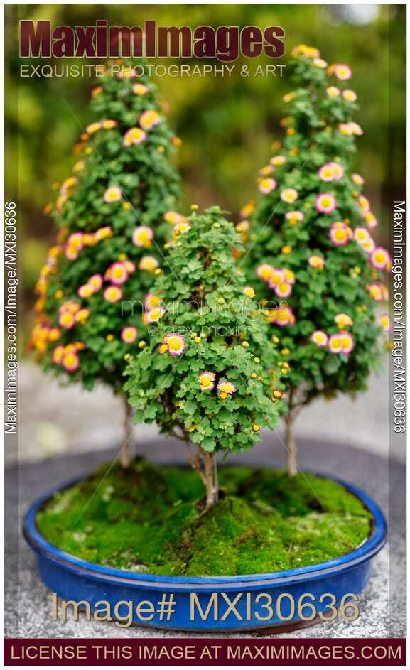 Cute flowering Bonsai trees in a Japanese garden