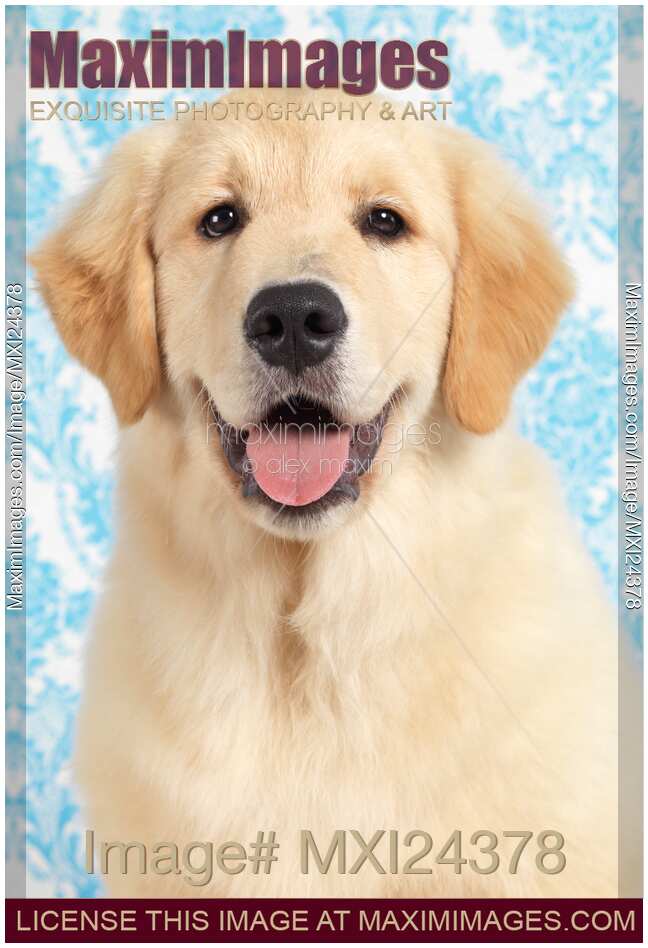 Cute Golden Retriever Puppy