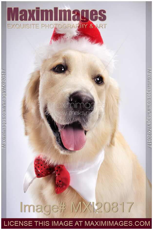 Cute Golden Retriever Wearing Santa Hat
