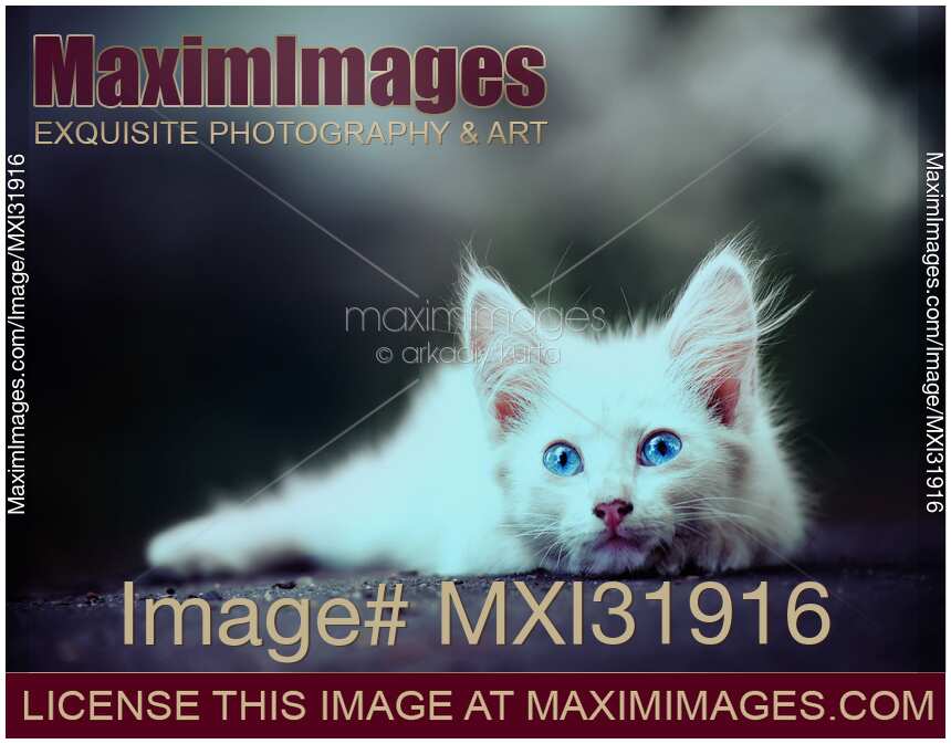Cute white puffy kitten with sparkling blue eyes