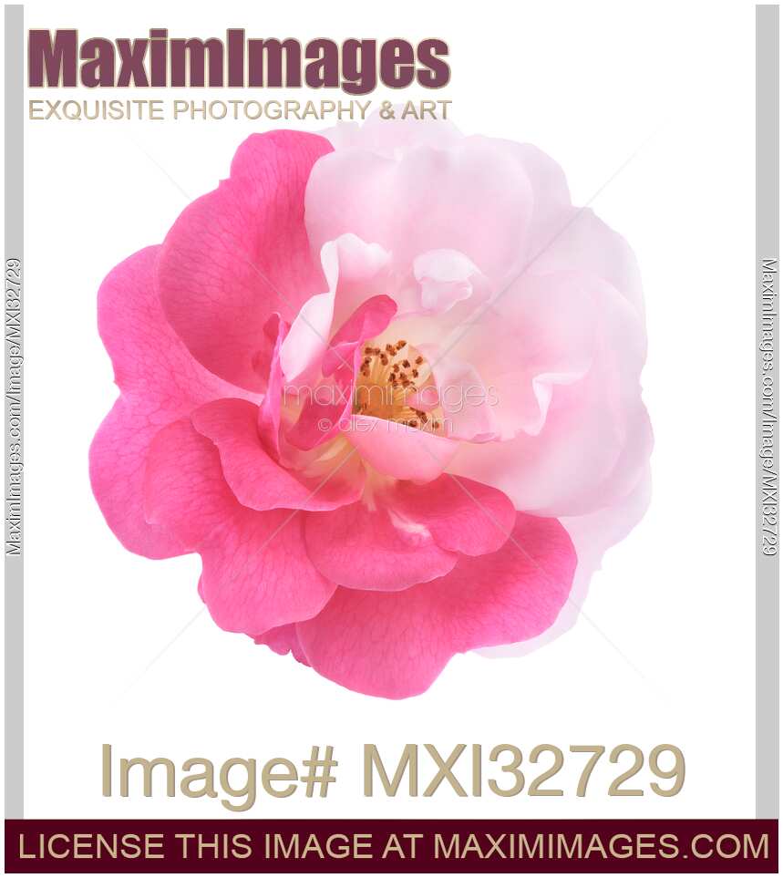 Damask Rose bi-color flower with half pink half white petals on white background