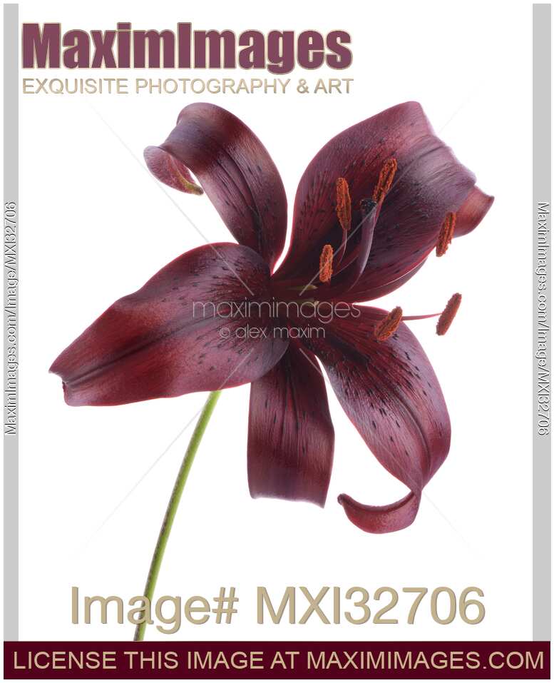 Dark burgundy Asiatic Lily Midnight Mystery artistic closeup of a flower isolated on white