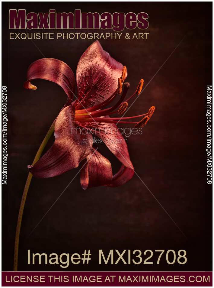 Dark burgundy Asiatic Lily Midnight Mystery artistic closeup of a flower